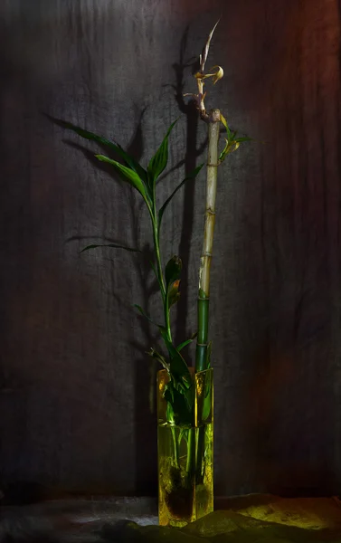 Bambu ile natürmort - Stok İmaj
