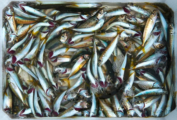 Мелкая рыбка Лицензионные Стоковые Изображения