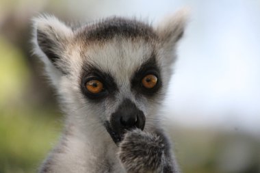 Lemur yiyor