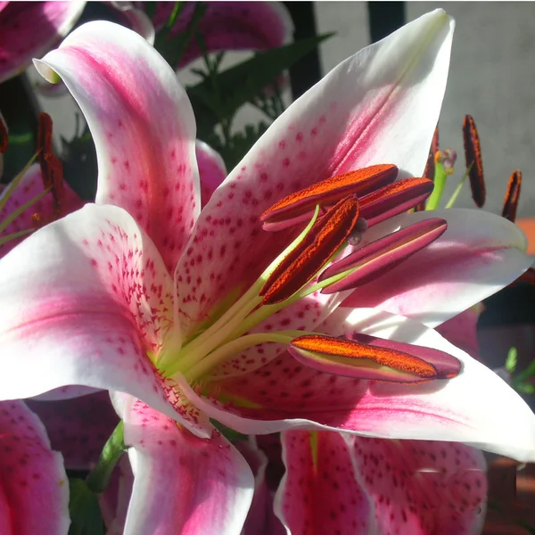 Krásný velký květ — Stock fotografie