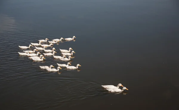 stock image A flock of ducks swimming on the water. Only ducks and water.