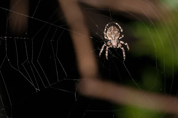 Stock image Spider