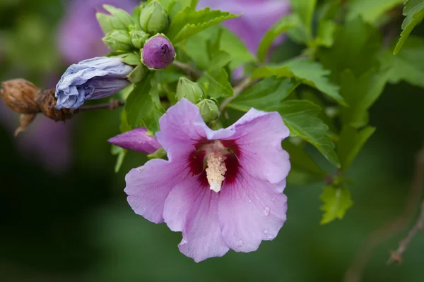 stock image Syrian Hibiscus