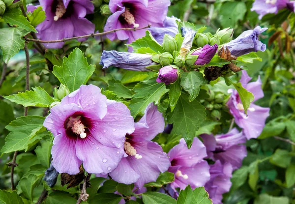 stock image Syrian Hibiscus