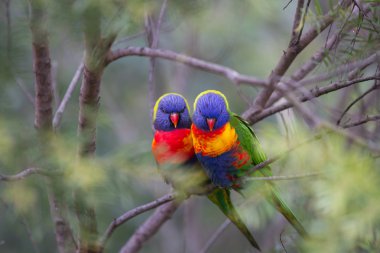 Two beautiful Lorikeet love birds sitting on a branch with a soft focus background clipart