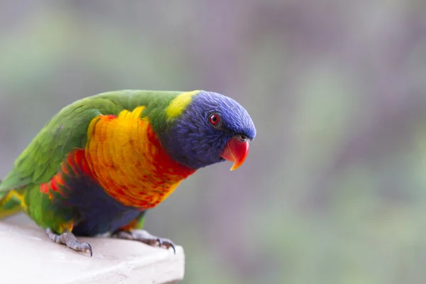 Regenboog vogels close-up met mooi uit van focus achtergrond — Stockfoto