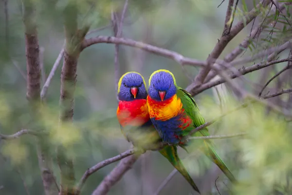 Due bellissimi uccelli d'amore di Lorikeet seduti su un ramo con uno sfondo soft focus — Foto Stock