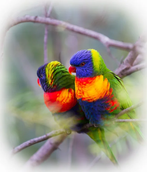 Regenboog vogels paar in witte vignet — Stockfoto