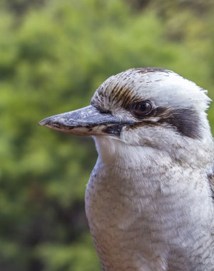 Old Kookaburra clipart