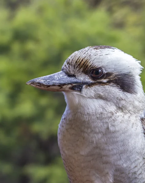 Viejo Kookaburra —  Fotos de Stock
