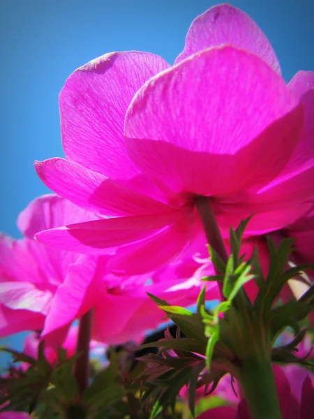 粉红的花朵 — 图库照片