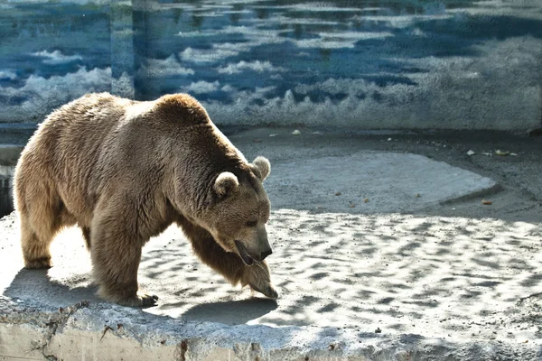 Ruskea karhu — kuvapankkivalokuva