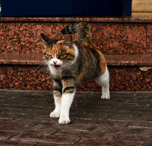 stock image Very serious cat