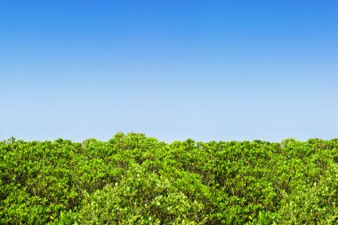 Green hedge blue sky clipart