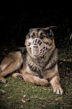 Dog with muzzle clipart