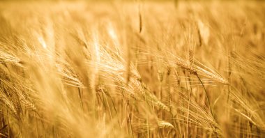 Wheat crops clipart