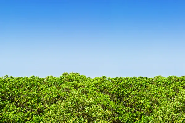 Green hedge blue sky — Stock Photo, Image