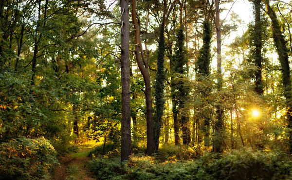 Forest sunset