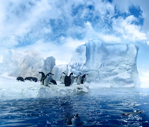 Pinguini su lastra di ghiaccio — Foto Stock