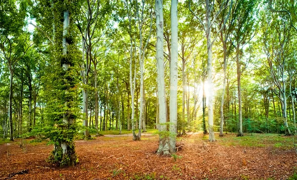 Beech forest — Stock Photo, Image