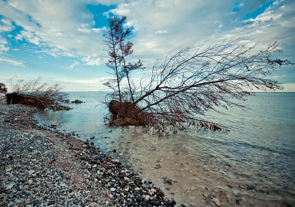 Plaja sălbatică — Fotografie, imagine de stoc