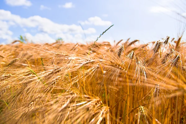 Golden wheat crops — Stock Photo, Image