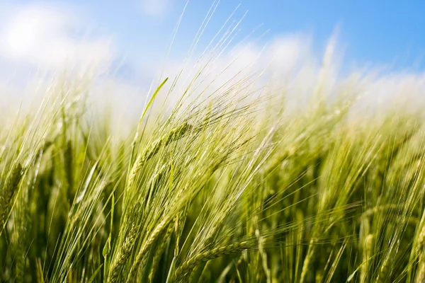 Wheat crop waving in the wind — Stock Photo, Image