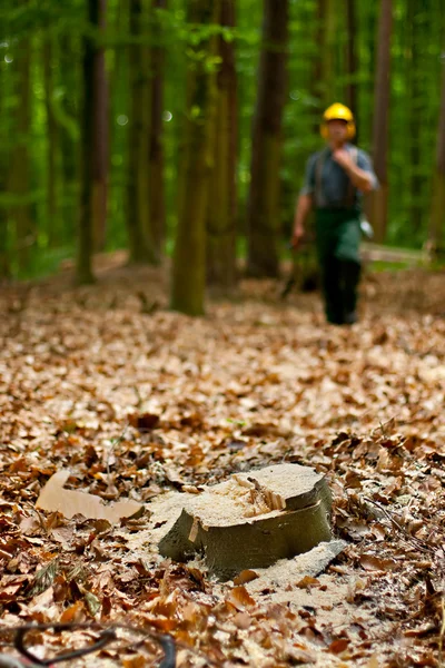 stock image Lumberjack in forest
