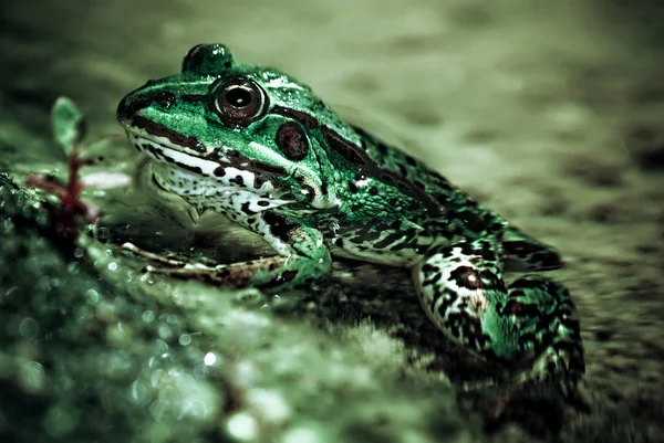stock image Frog close-up
