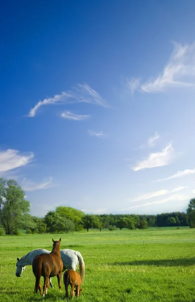 말과 함께 아름 다운 풍경 로열티 프리 스톡 사진