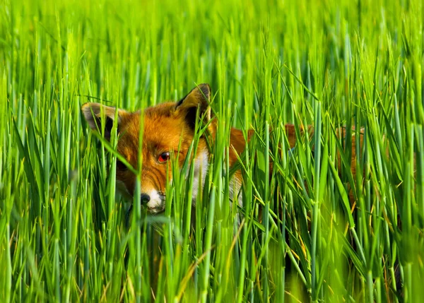 Fox escondido Imagen de stock