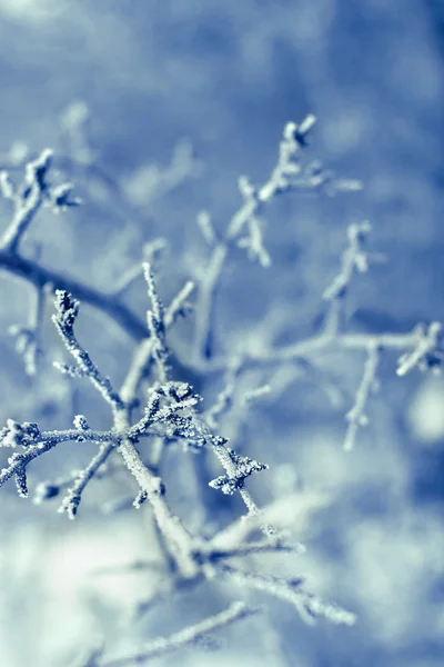얼어붙은 나뭇가지 로열티 프리 스톡 사진