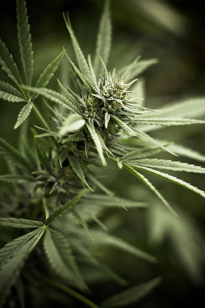 Kannabisz növény Bud Stock Kép