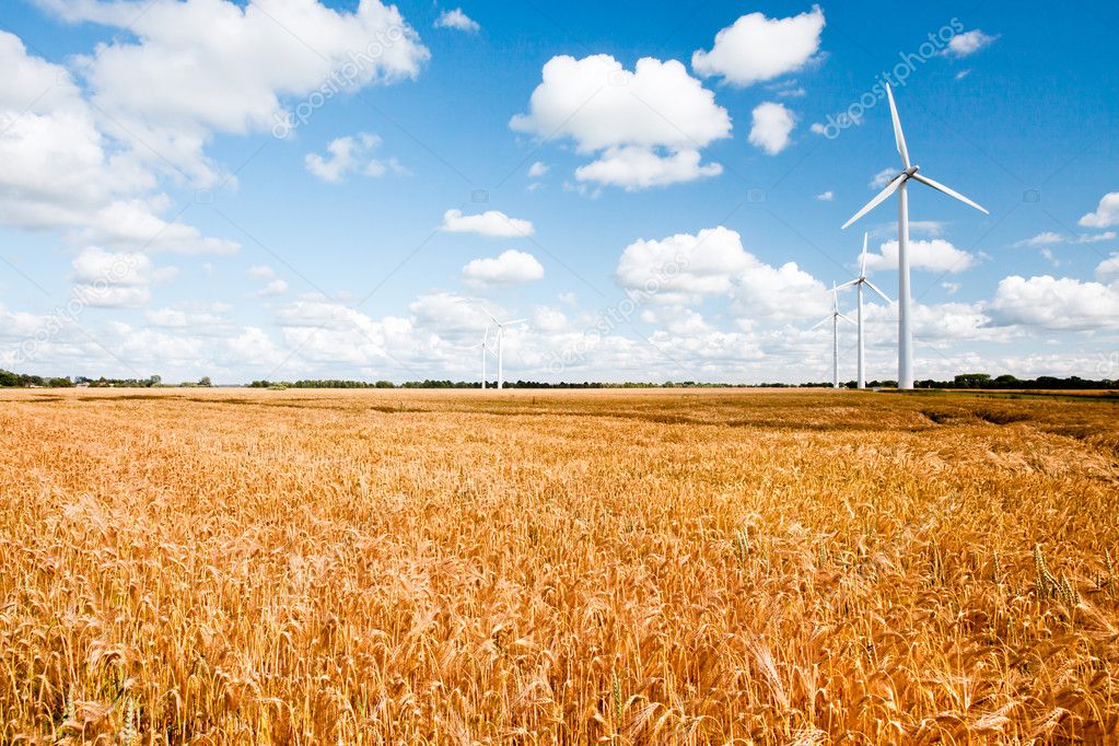 Wind turbines in wheat field