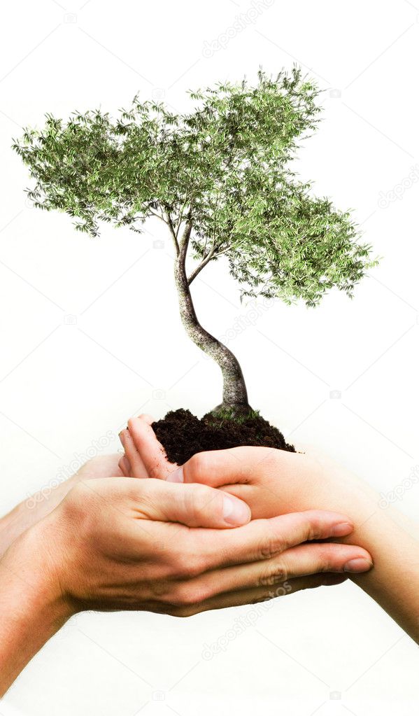 Hands Holding Tree