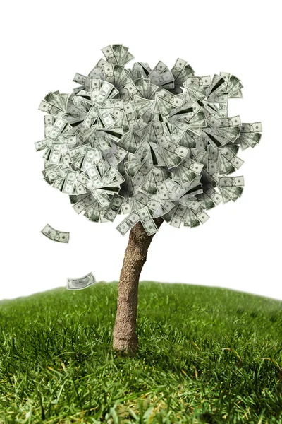Удивительные деньги дерево на траве и белом фоне — стоковое фото