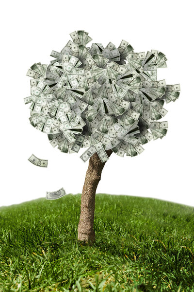 Amazing money tree on grass and white background