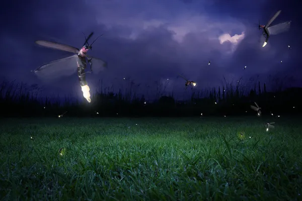 Fireflies at night — Stock Photo, Image