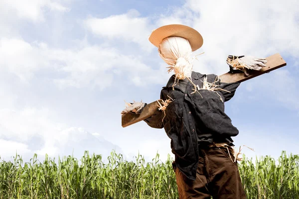 Stock image Scarecrow in corn field on a sunny day