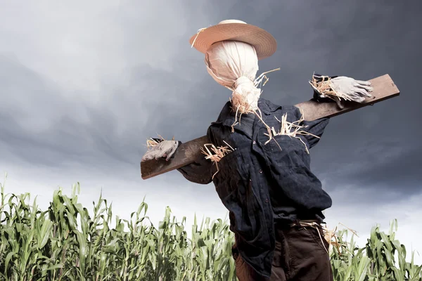 Strach na wróble w polu kukurydzy w pochmurny dzień — Zdjęcie stockowe