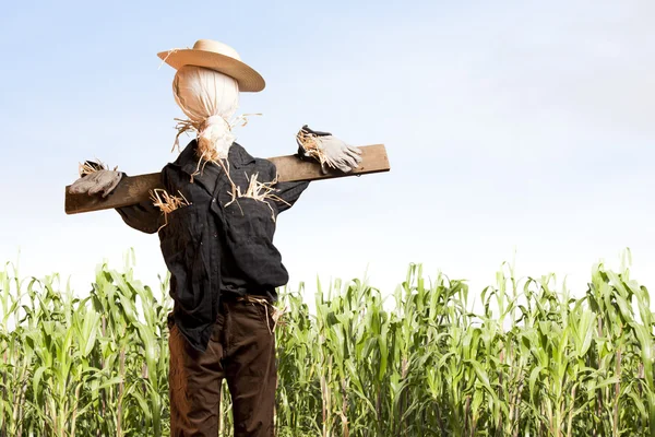Strach na wróble w polu kukurydzy w słoneczny dzień — Zdjęcie stockowe