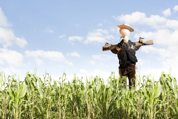 Madárijesztő kukorica mezőben egy napsütéses napon — Stock Fotó