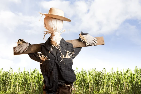 Strach na wróble w polu kukurydzy w słoneczny dzień — Zdjęcie stockowe