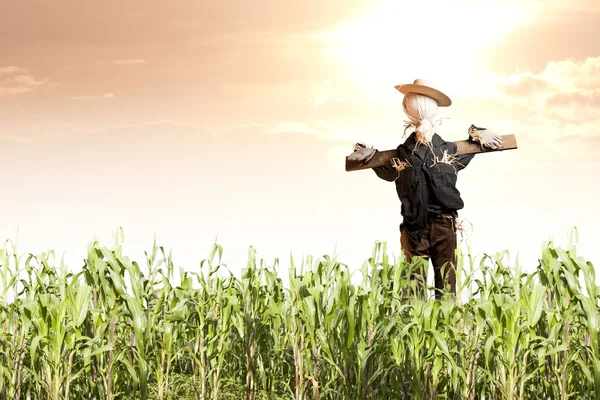 Scarecrow in maïsveld bij zonsopgang — Stockfoto