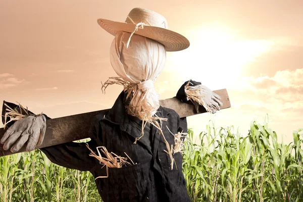 Stock image Scarecrow in corn field at sunrise