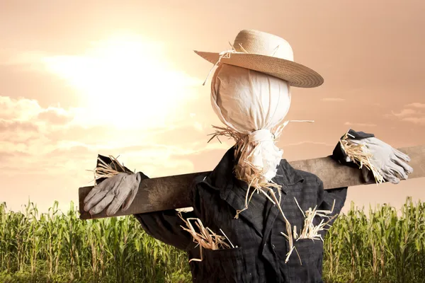 Madárijesztő kukorica mezőben napkeltekor — Stock Fotó