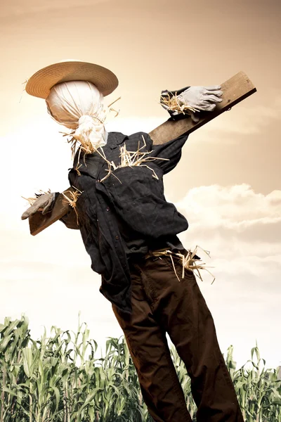 Scarecrow in corn field at sunrise — Stock Photo, Image