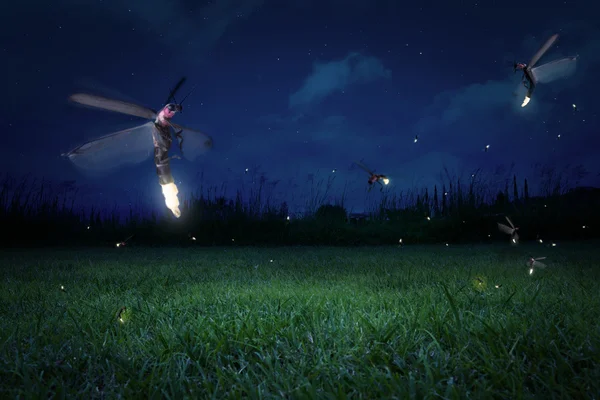 Glühwürmchen bei Nacht — Stockfoto