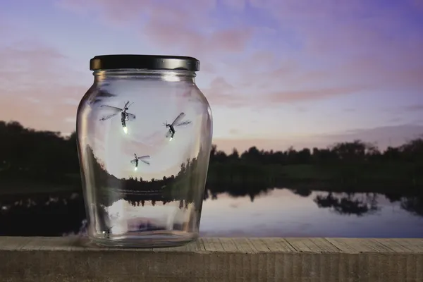 Gün batımında Fireflies — Stok fotoğraf