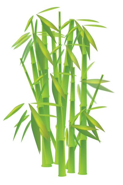 Bambusz Stock Vektor